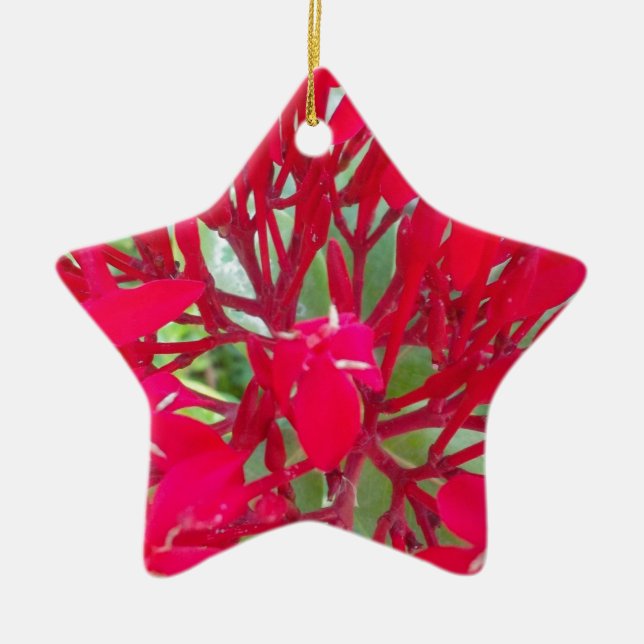 Schöne Blume Milkweed Art Print/Graphic Keramik Ornament (Vorne)
