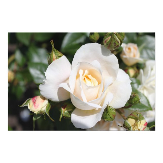 Schöne Blume mit weißer Rose. Blumenfotografie Fotodruck (Vorne)