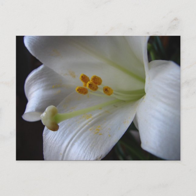Schöne Blume Postkarte (Vorderseite)