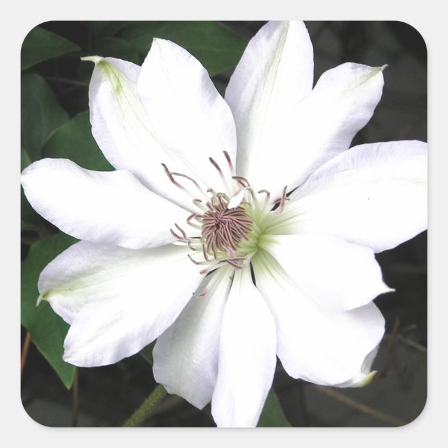 Schöne Blume Quadratischer Aufkleber (Vorderseite)