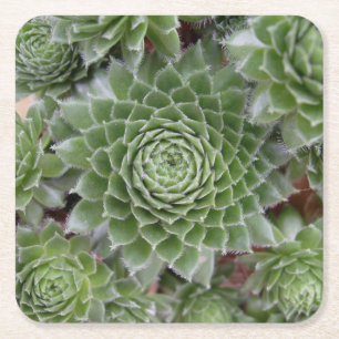 Schöne Blume Untersetzer Set