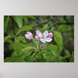 Schöne Blumen im Apfelgarten Poster
