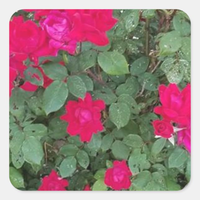 Schöne Blumen Quadratischer Aufkleber (Vorderseite)