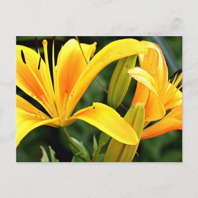 Schöne Blumengelbe Lilien Postkarte (Vorderseite)