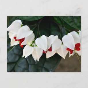 Schöne Blutungen Herz-Blume Postkarte