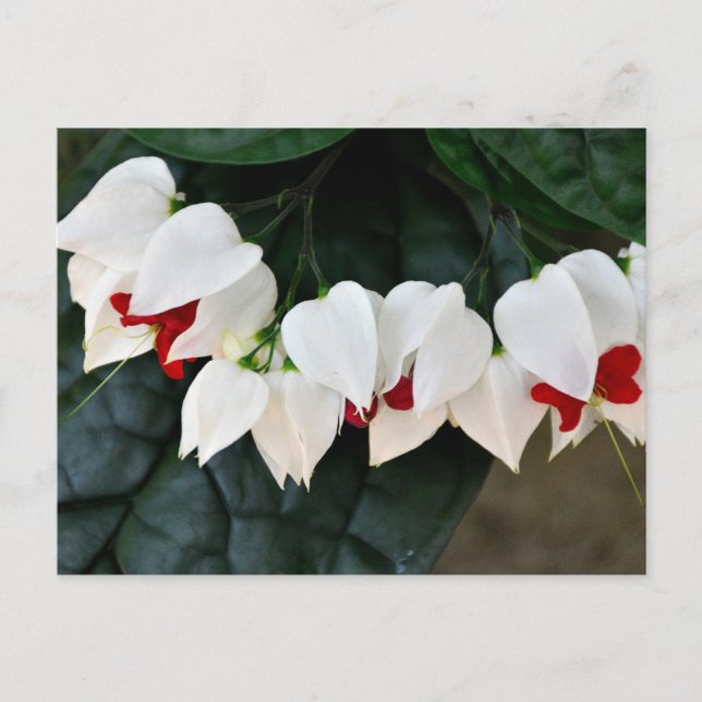 Schöne Blutungen Herz-Blume Postkarte (Vorderseite)