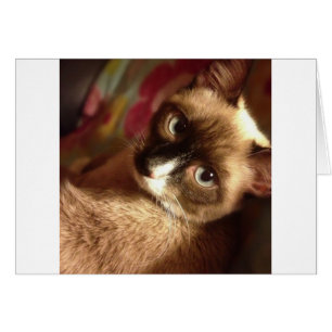 Schöne braune Katze