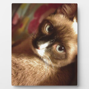 Schöne braune Katze Fotoplatte