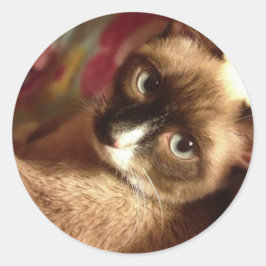 Schöne braune Katze Runder Aufkleber