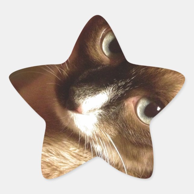 Schöne braune Katze Stern-Aufkleber (Vorderseite)