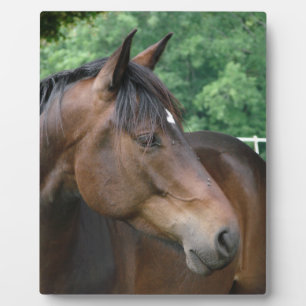 Schöne Braune Pferd Fotoplatte