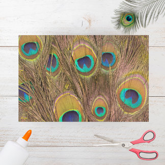 Schöne Brown Peacock Feathers Seidenpapier