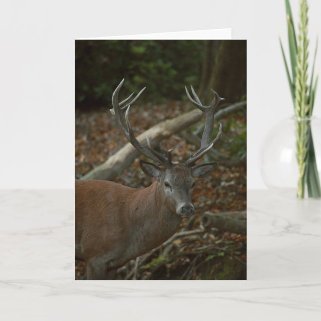 Schöne Buck Fotografie leere Karte (Vorderseite)