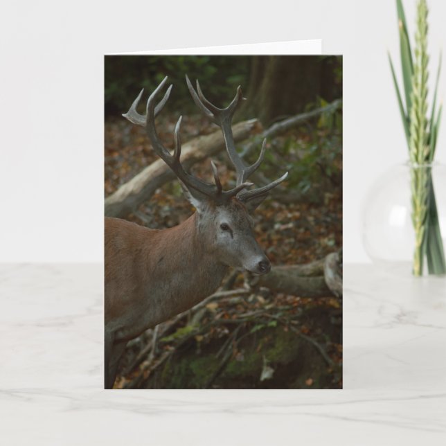 Schöne Buck Fotografie leere Karte (Vorderseite)