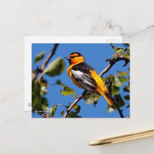 Schöne Bullock's Oriole der Birne Postkarte
