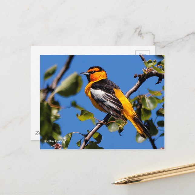 Schöne Bullock's Oriole der Birne Postkarte (Vorderseite/Rückseite Beispiel)