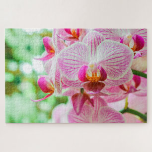 Schöne bunt fuchsia Blume