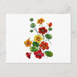 Schöne bunte bestickte Kapuzinerkresse Postkarte