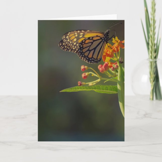 Schöne Butterfly Picture Grußkarte leer Karte (Vorderseite)