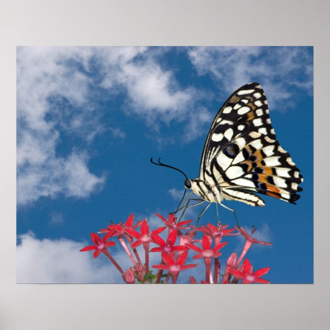Schöne Butterfly Poster (Vorne)