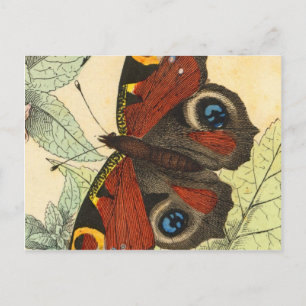Schöne Butterfly Postkarte