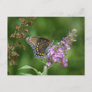 SCHÖNE BUTTERFLY POSTKARTE