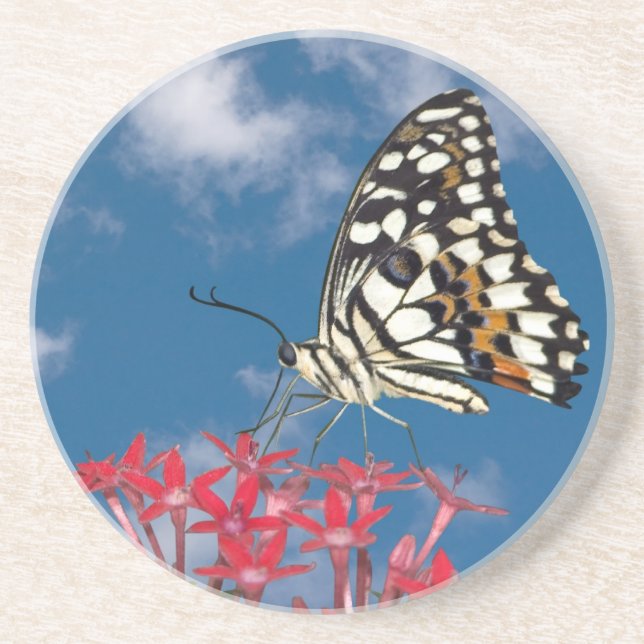 Schöne Butterfly Sandstein Untersetzer (Vorne)