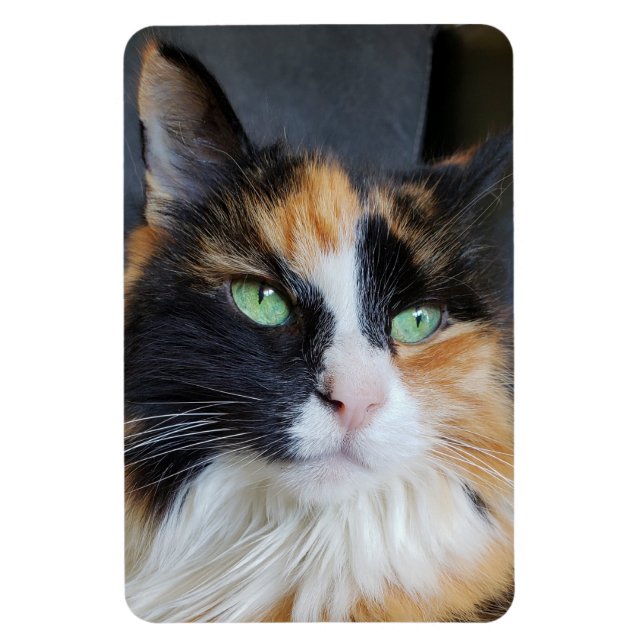 Schöne Calico Long Hair Katze mit grünen Augen Magnet (Vertikal)