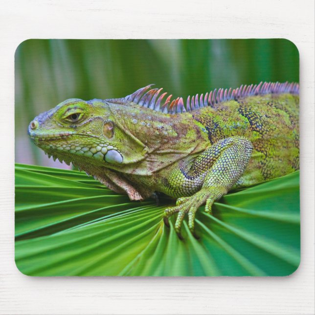 Schöne Chamäleon-Mauspad Mousepad (Vorne)