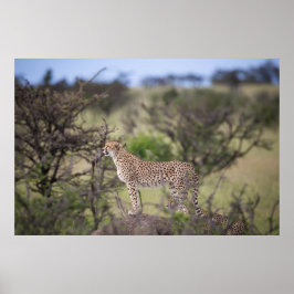 Schöne Cheetah Beautiful Cat Foto Poster