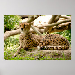 Schöne Cheetah Schönes Cat Foto Poster