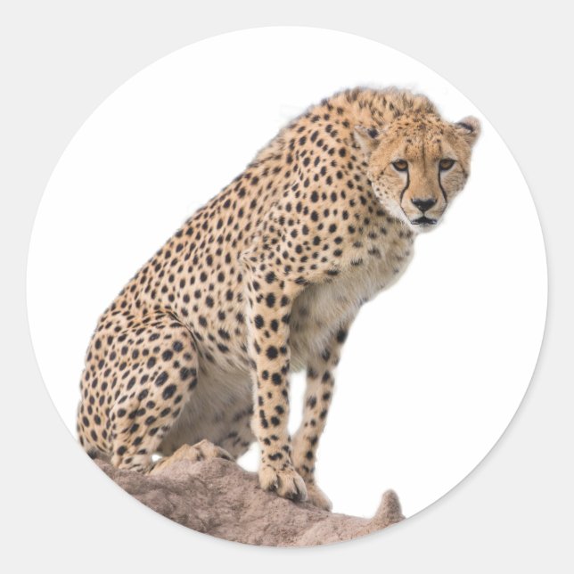 Schöne Cheetah Schönes Cat Foto Runder Aufkleber (Vorderseite)