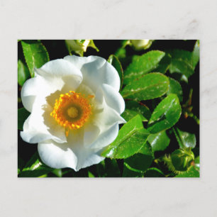 Schöne Cherokee Rose Postkarte