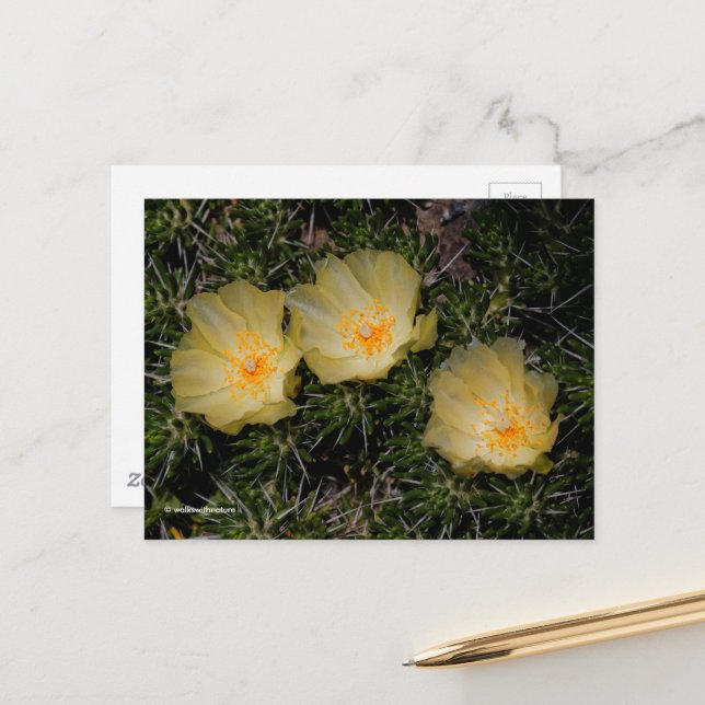 Schöne chilenische Gelbe Kakteen-Blume Postkarte (Vorderseite/Rückseite Beispiel)