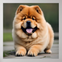 Schöne Chow Chow