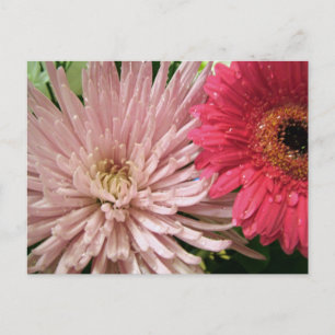 schöne Chrysantheme Postkarte