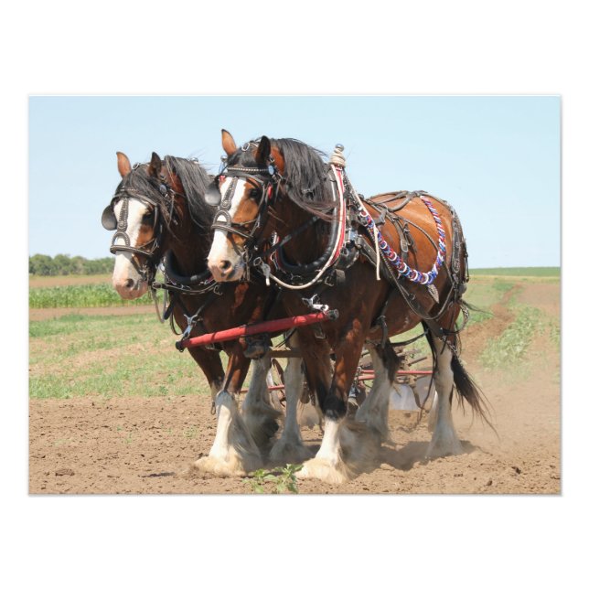 Schöne Clydesdale Pferde pflügen Fotodruck (Vorne)