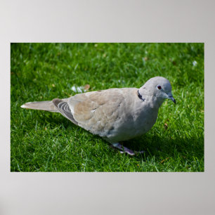 Schöne Collared Dove Poster