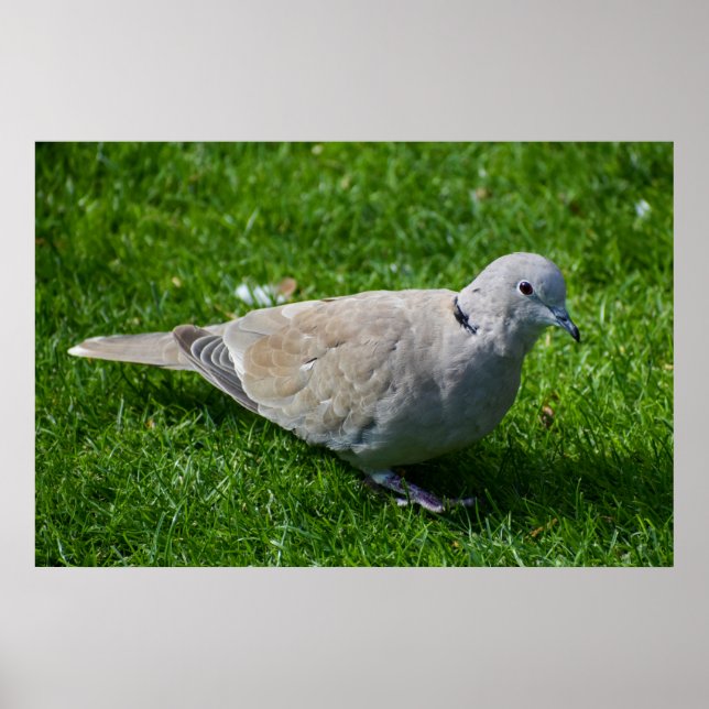 Schöne Collared Dove Poster (Vorne)