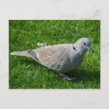 Schöne Collared Dove