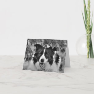 Schöne Collie Geburtstagskarte Karte