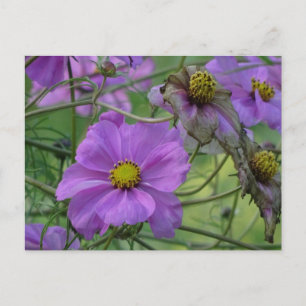 Schöne Cosmea-Blumen DIY-Postkarte Postkarte