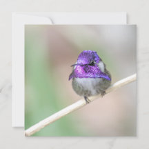 Schöne Costa's Kolibri-Karte