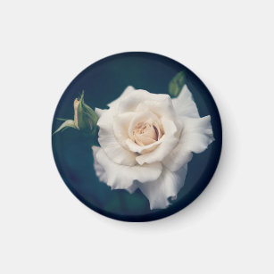 Schone Weisse Rose Magnete Zazzle Ch