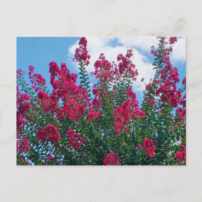 Schöne Crepe Myrtle Blume Naturfotografie Postkarte (Vorderseite)