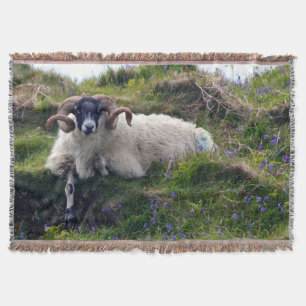 Schöne Curly Horned Ram Lounges in Bluebells Decke