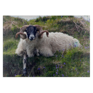 Schöne Curly Horned Ram Lounges in Bluebells Schneidebrett