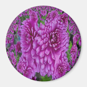Schöne Dahlias....... Magnet