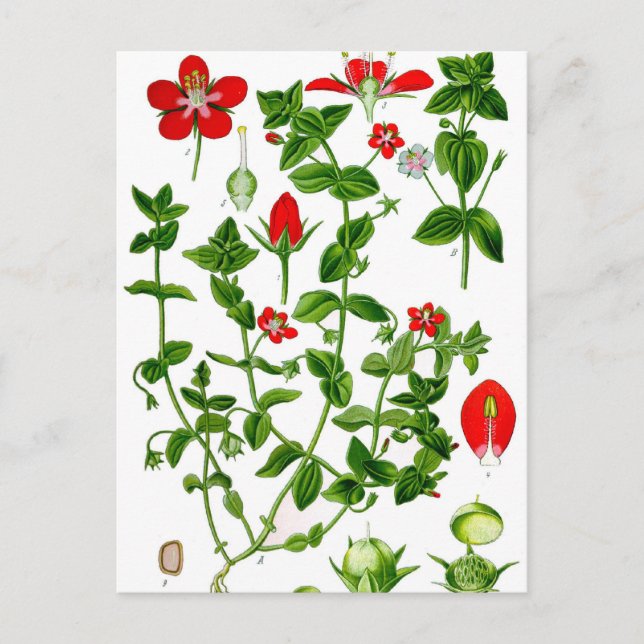 Schöne Dainty Red Spring Blume Postkarte (Vorderseite)