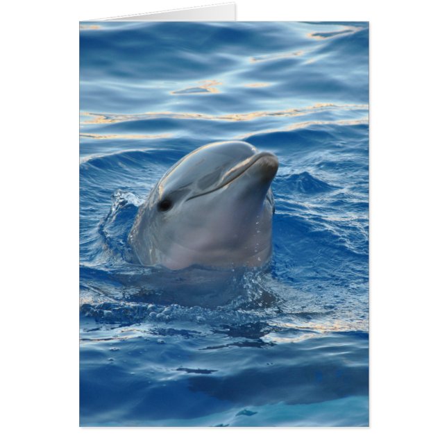 Schöne Dolphin (Vorne)